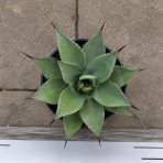 Agáva (Agave parryi) ´PARRYI´ – výška 15–25 cm, Ø 20–30 cm, kont. C6L (-20 °C)